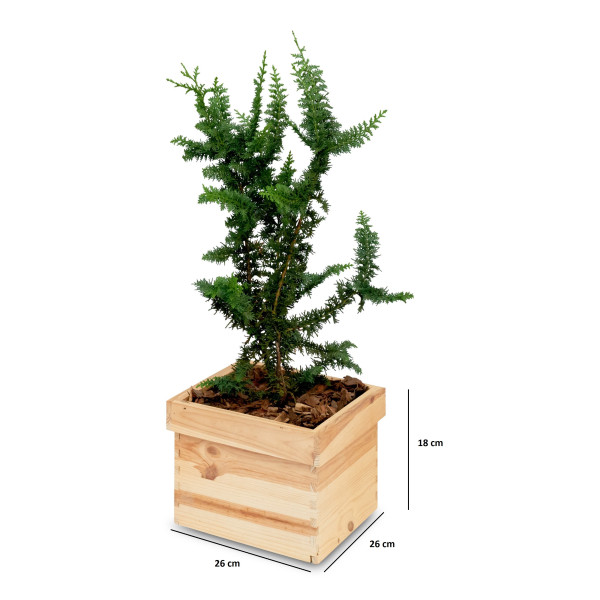 Doniczka kwadrat drewniana Natural wood 26x26x18 cm