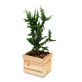 Doniczka kwadrat drewniana Natural wood 26x26x18 cm