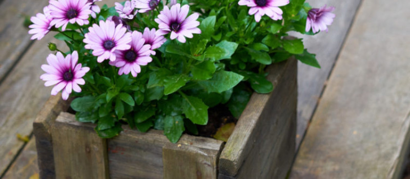 Drewniane doniczki na kwiaty w domu i ogrodzie!